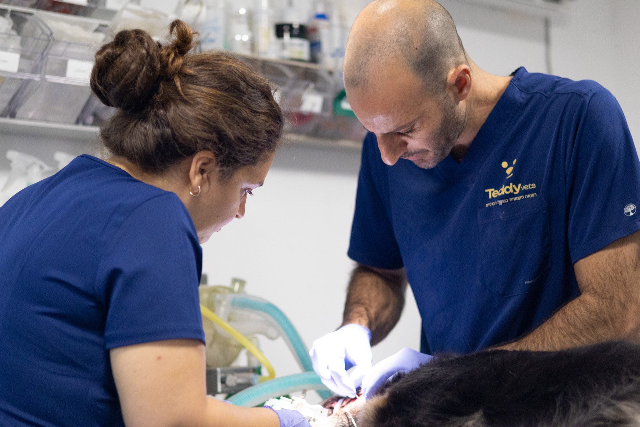 וטרינר בודק כלב בניתוח