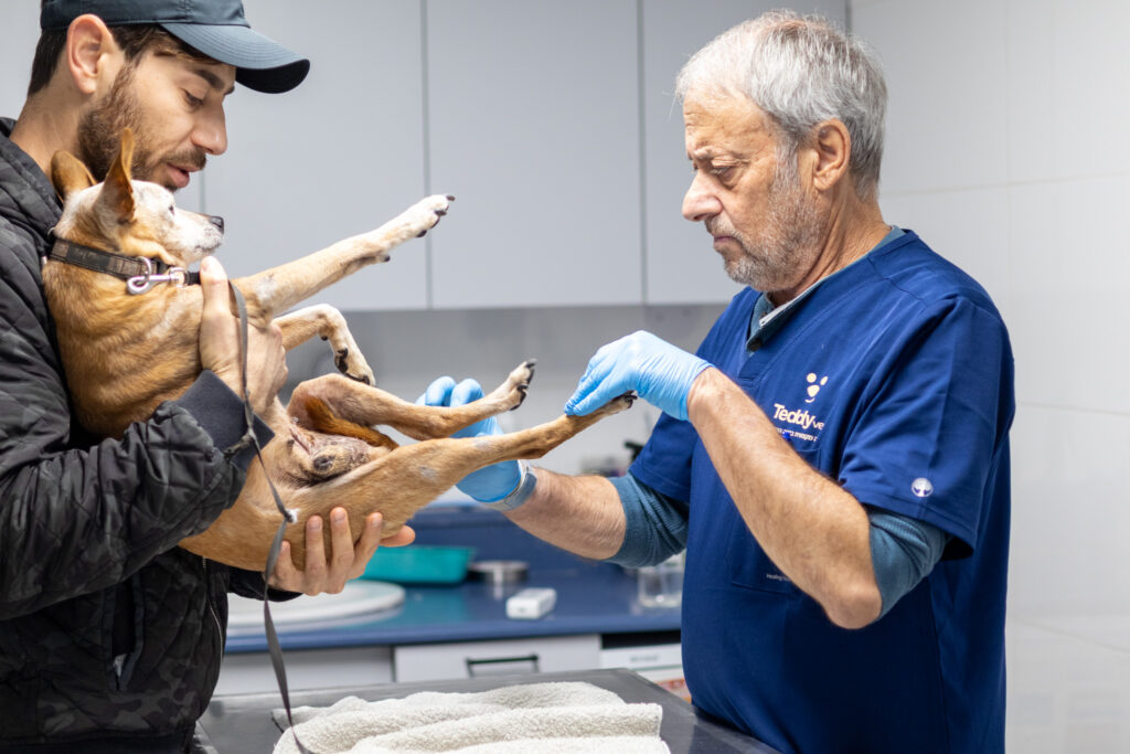 וטרינר בבדיקה